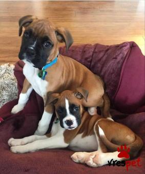 Ράτσα: Μπόξερ - Boxer | Ηλικία: 3 μηνών | Φύλο: Αρσενικό | Αρ. Microchip: 985113009734650 | Ιδιώτης | Εκπαιδευμένο | Pedigree | Περιοχή: Αθήνα, Αττική